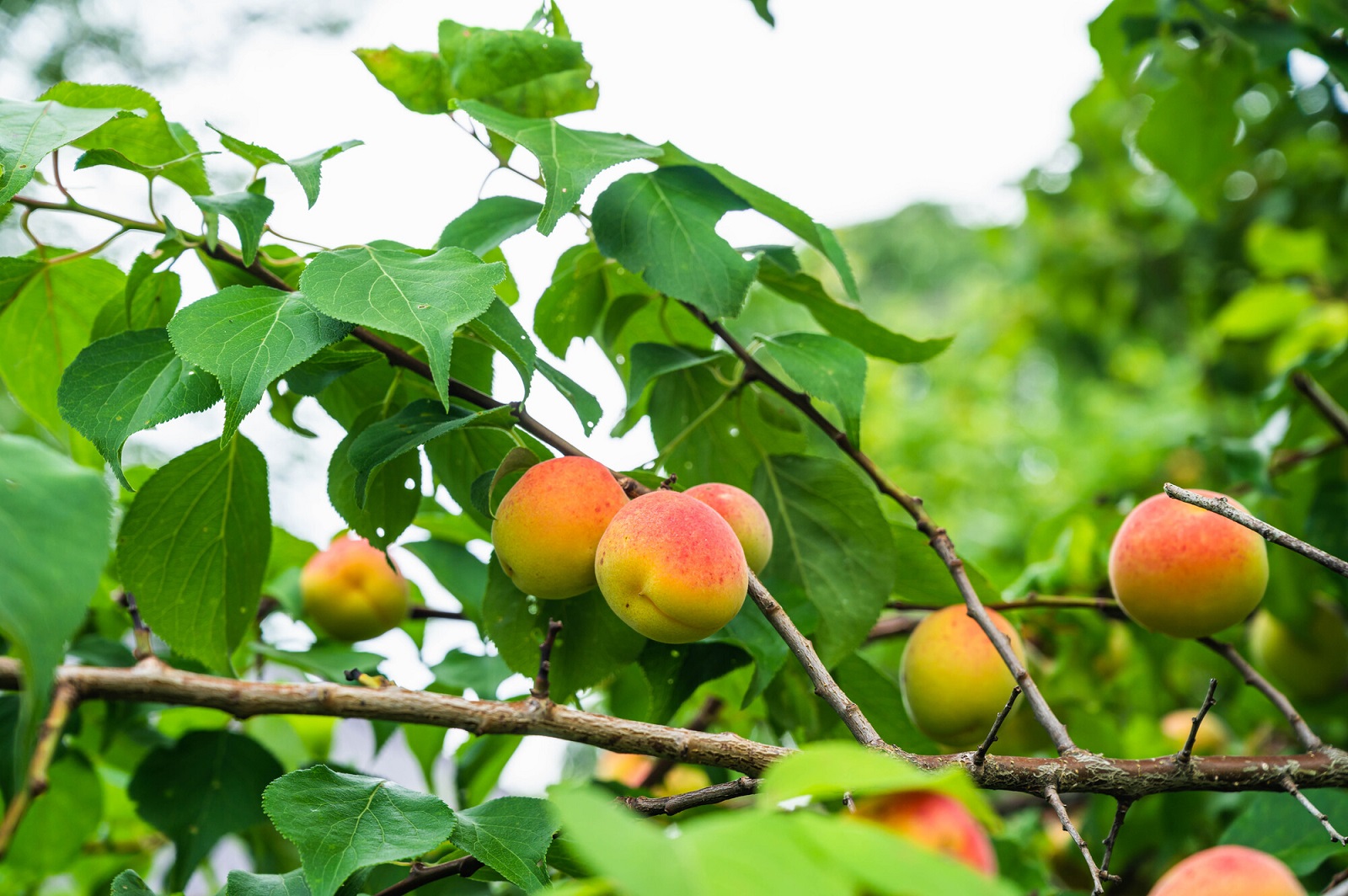 梅は果物？それとも野菜？日本人になじみ深い食べ物である『梅』の疑問にお答えします！ - その他のフルーツ豆知識